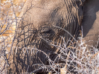 The eye of an elephant behind thorny bushes casting shadows on the elephant's head. Taken in Etosha National Park