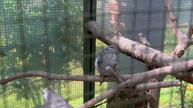 Video pair of cockatiel birds resting on a branch in an aviary
