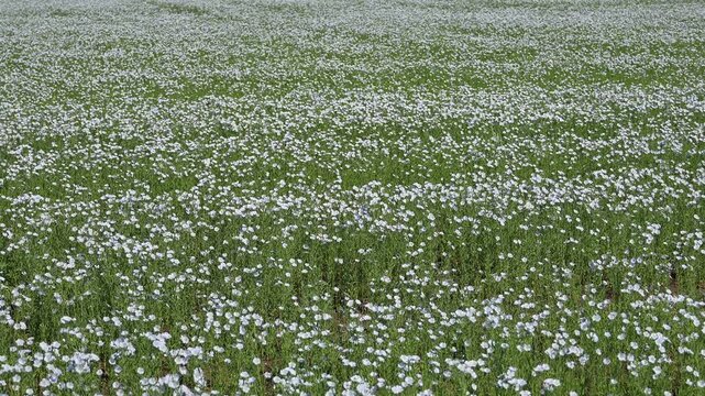 Blooming flax field slow motion