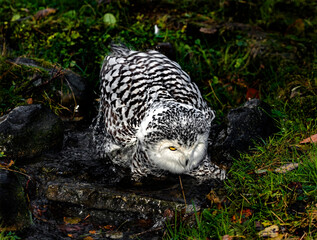 Snowy owl in the stream. Latin name - Bubo scandiacus