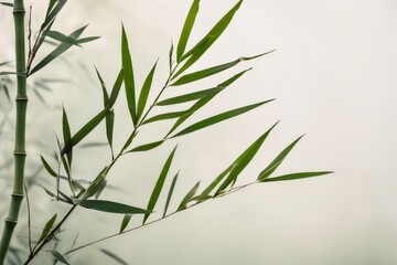 Fototapeta premium Bamboo stems and green leaves on white wall - Minimalist zen spa natural background for wellness, meditation and organic lifestyle concept