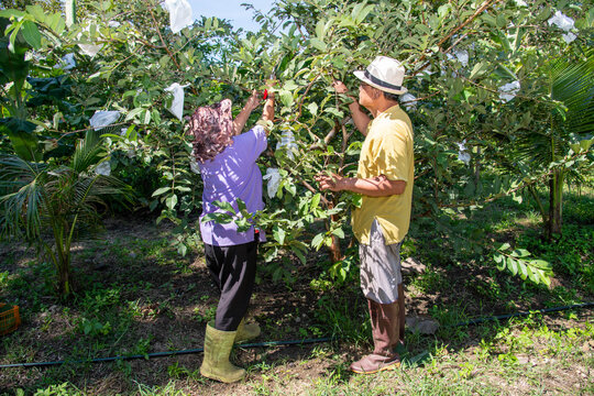Senior Asian couple farmers working together in an organic guava orchard. They carefully inspect and prune guava tree branches, representing teamwork, sustainable farming, rural lifestyle.