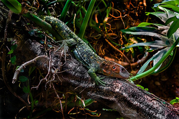 Guiana caiman lizard also known as northern caiman lizard. Latin name - Dracaena guianensis
