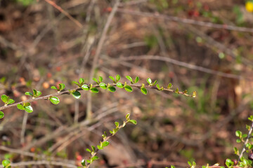 Fototapeta premium A close-up of a horizontal cotoneaster branch with small green leaves against a blurred natural background. Early spring.