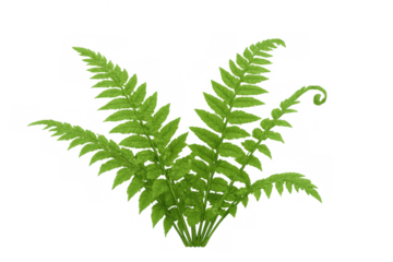 Lush green fern plant growing, showing fresh fronds and foliage, isolated on transparent background