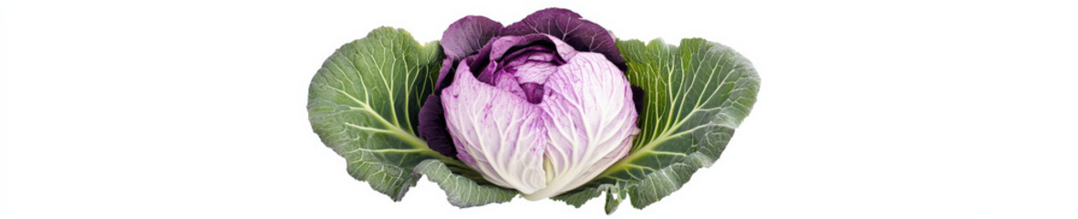 Purple ornamental cabbage head on white background banner

