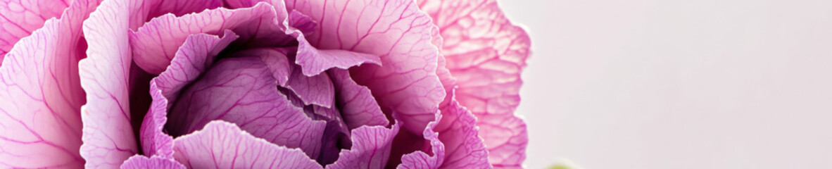 Pink ornamental cabbage macro on light pastel background banner

