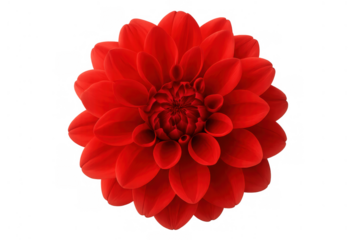 Red dahlia flower blossom on transparent background showcasing vibrant petals and botanical beauty