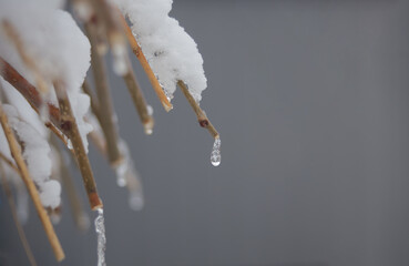 ice on a branch of a snow-covered bush on a gray background
