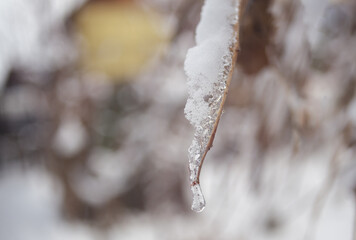 a thin branch covered with ice on a blurry background