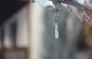 one small icicle on a branch on a blurry background