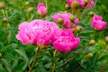 Beautiful pink peonies in the garden