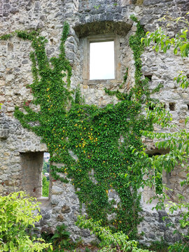 Green liana on ruins. Stone wall with windows. Old castle Samobor.  Croatia
