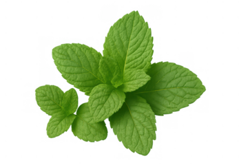 Mint leaves on a transparent background showing fresh green herb used in cooking, beverages, and traditional medicine