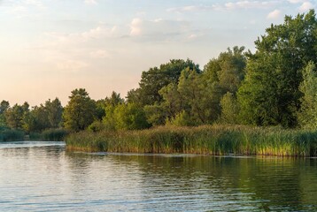 Fototapeta premium Peaceful natural landscape featuring a calm river bordered by lush green trees and tall reeds under a soft, warm, cloudy evening sky.