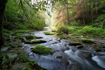Obraz premium Lush green forest river flowing over mossy rocks with bright sunlight illuminating the distant trees and canopy