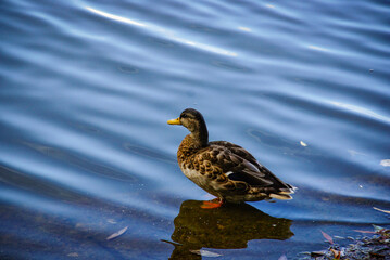 a duck standing at the water edge. Artistic photograph of a wild duck at the bank of a river.  For nature calendars, wildlife documentaries, environmental campaigns, serene wallpaper designs.