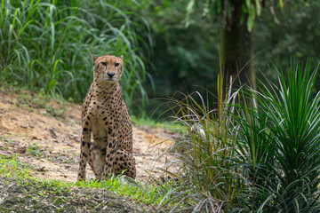 Cheetah sitting alert on natural ground with tall grass and forest backdrop, full body wildlife portrait showing spotted coat and posture, ideal for conservation, education and editorial use.