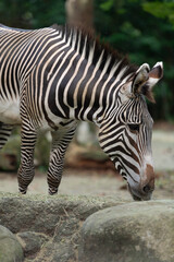 African zebra captured in natural setting, wildlife photograph focused on texture and form, ideal for zoology and biology use.
