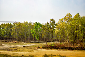 Rural forest landscape with dirt road winding through trees, autumn foliage, peaceful countryside scenery, natural environment, outdoor travel background, and serene woodland atmosphere in Assam. 