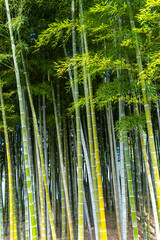 Fototapeta premium Bamboo forest in Shukkei-en Garden, Hiroshima, Japan