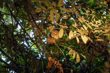 Spectral tarsier hidden in the forest at Tentena, Sulawesi, Indonesia