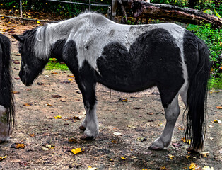 Black and white pony in its enclosure at farmer yard