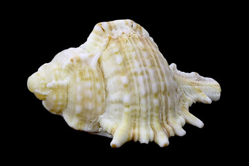Shell of the Mediterranean rock snail, Hexaplex (Murex) trunculus isolated on a black background