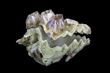 Shell of the Mediterranean oyster, Alectryonella (Dendostrea) crenulifera (Bivalvia: Ostreidae) isolated on a black background