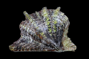Shell of the Mediterranean pearl mussel, Pinctada imbricata (Bivalvia: Pteriidae) isolated on a black background