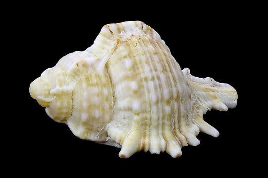 Shell of the Mediterranean rock snail, Hexaplex (Murex) trunculus isolated on a black background