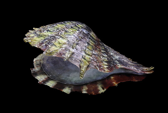 Shell of the Mediterranean pearl mussel, Pinctada imbricata (Bivalvia: Pteriidae) isolated on a black background
