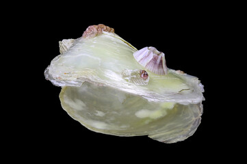 Mediterranean mollusk seashell isolated on a black background
