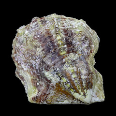 Shell of the Mediterranean pearl mussel, Pinctada imbricata (Bivalvia: Pteriidae) isolated on a black background