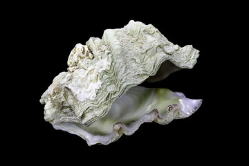 Shell of the Mediterranean oyster, Alectryonella (Dendostrea) crenulifera (Bivalvia: Ostreidae) isolated on a black background