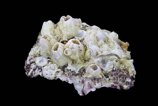 Shell of the Mediterranean oyster, Alectryonella (Dendostrea) crenulifera (Bivalvia: Ostreidae) isolated on a black background