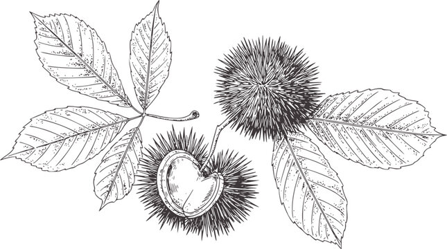 Detailed black and white line of chestnut leaves and spiky burrs