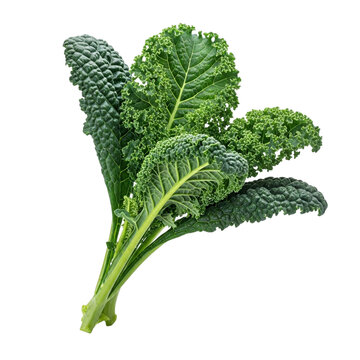 Fresh Kale Bunch with Clean Presentation
