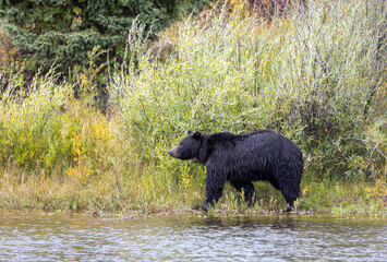 Grizzly Bear in Grand Teton National Park Wyoming in Autumn
