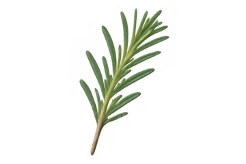 Rosemary sprig showing fresh green leaves, herb for cooking and seasoning, aromatic ingredient on transparent background