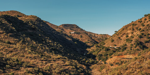 Hills with olive trees in sunlight under a blue sky. Almogia, Malaga, Andalusia, Spain.