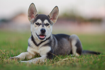 Cute black and white puppy dog lying on green grass in the garden with a happy smile