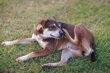 Itchy dog try to scratching its skin. Concept for pet skin's health problem.