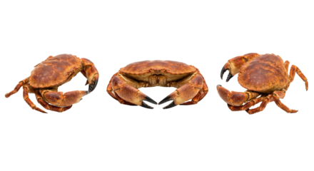symmetrical arrangement of two crabs and one central crab with detailed textures isolated on a