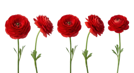 vivid red ranunculus flowers arranged in a row isolated on a transparent background