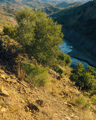 Steep slope with olive tree in sunlight overlooking river in valley. Andalusia, Spain.