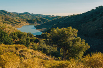 Slope with olive trees in sunlight overlooking a valley with river under a blue sky. Almogia, Malaga, Andalusia, Spain.