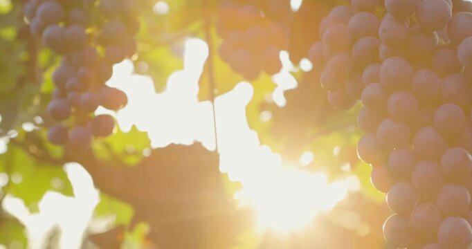 Shot of ripe blue grapes in strong backlight from the sunlight rays