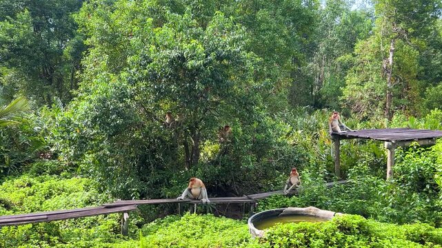 The proboscis monkey (kahau) lives in the Labuk Bay Nature Reserve on the island of Borneo. The long-nosed monkeys rest in the shade of the trees, squatting against the foliage. Kalimantan. Malaysia.