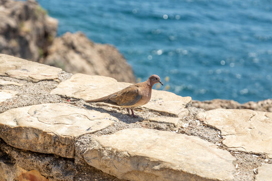Laughing Dove (Spilopelia senegalensis) perched on a stone seaside parapet with glistening turquoise sea in the background on a bright summer day. Antalya, Mediterranean, Turkey.

